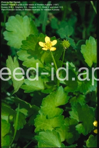 buttercup, roughseed